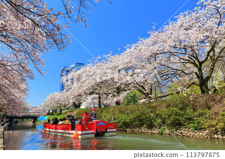 【富山縣】松川、松川遊船、櫻花盛開 113797875
