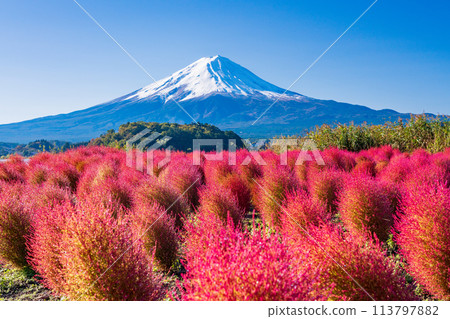 (Yamanashi Prefecture) Lake Kawaguchi Oishi Park Kokia and Mt. Fuji 113797882