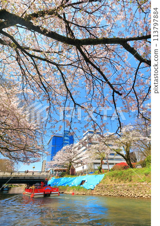 [Toyama Prefecture] Matsukawa River banks, Matsukawa sightseeing boats and cherry blossoms in full bloom 113797884