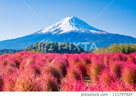(Yamanashi Prefecture) Lake Kawaguchi Oishi Park Kokia and Mt. Fuji 113797887