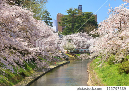 [Toyama Prefecture] Matsukawa River banks, Matsukawa sightseeing boats and cherry blossoms in full bloom 113797889