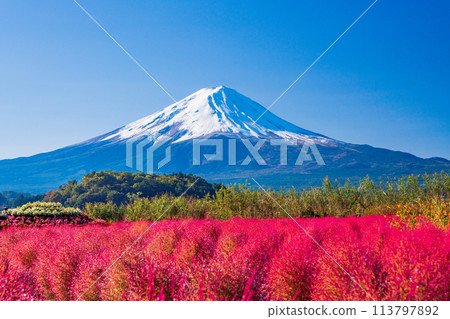 (Yamanashi Prefecture) Lake Kawaguchi Oishi Park Kokia and Mt. Fuji 113797892