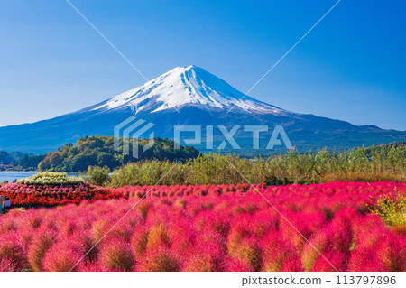 (Yamanashi Prefecture) Lake Kawaguchi Oishi Park Kokia and Mt. Fuji 113797896