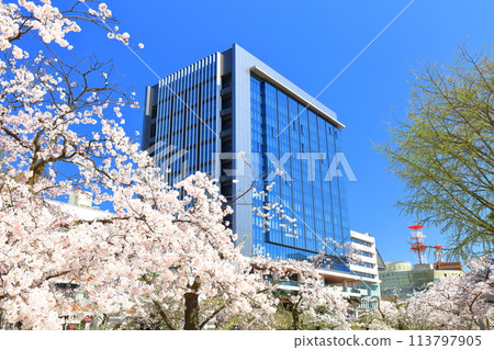 [Toyama Prefecture] Toyama Prefectural Office on a clear day and cherry blossoms in full bloom along the Matsukawa River 113797905