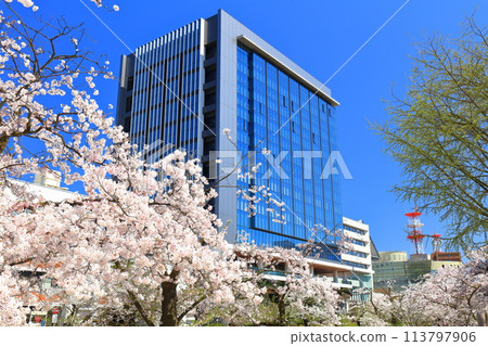 [Toyama Prefecture] Toyama Prefectural Office on a clear day and cherry blossoms in full bloom along the Matsukawa River 113797906