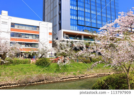[Toyama Prefecture] Toyama Prefectural Office on a clear day and cherry blossoms in full bloom along the Matsukawa River 113797909