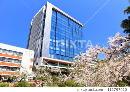 [Toyama Prefecture] Toyama Prefectural Office on a clear day and cherry blossoms in full bloom along the Matsukawa River 113797910