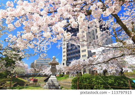 [富山縣] 富山縣廳晴空萬裡、松川櫻花盛開 113797915