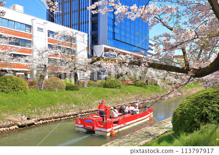 [Toyama Prefecture] Matsukawa River banks, Matsukawa sightseeing boats and cherry blossoms in full bloom 113797917
