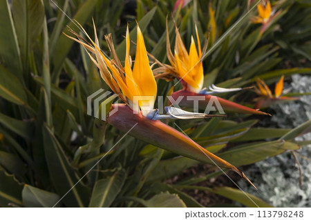 Strelitzia, Bird Of Paradise Flower, Perennial Plant Outdoor. Family Strelitziaceae, Crane Flower. Beautiful Blooming Plant In Backyard. Horizontal. Bio Life, Biosphere. Floriculture, Floriculture 113798248