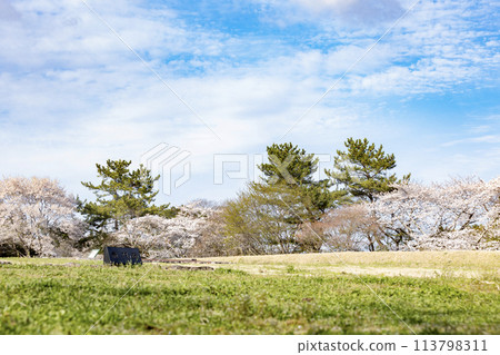 The remains of the south gate of Taga Castle, shining against the blue spring sky 113798311