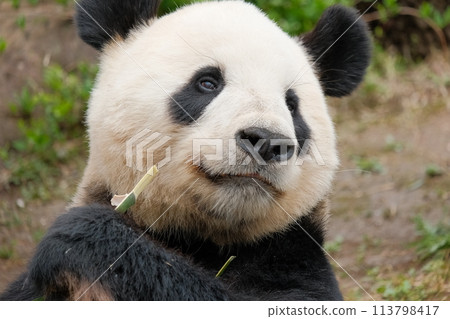 Panda Lee eating bamboo 113798417