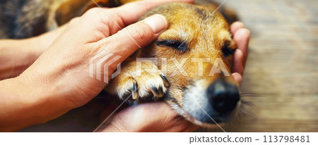 Close up dog paws and human hands 113798481