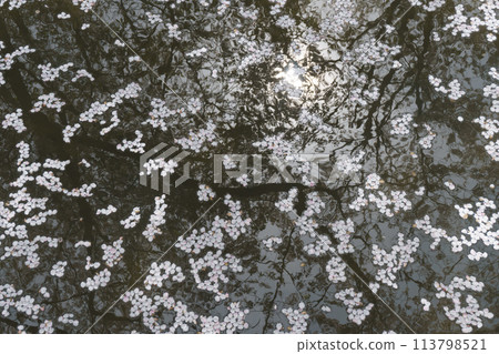 Cherry blossom petals floating on the water surface Cherry blossom petals floating on the water surface 113798521