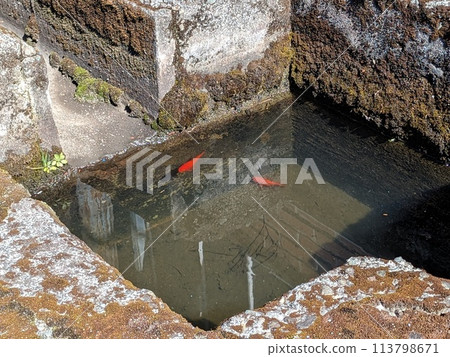 The goldfish has grown in the oil-water separator tank. It swims happily. 113798671