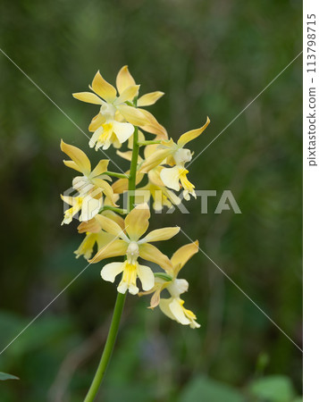 Calanthe kibine blooming in the spring forest 113798715