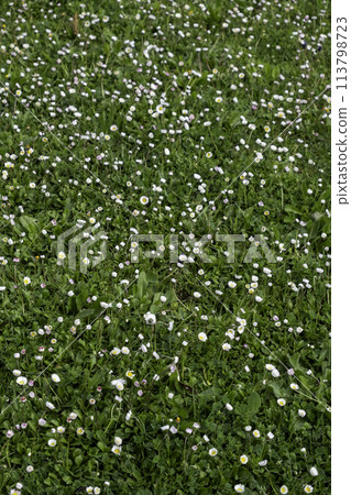 Detail of green background of decorative bushes in the city 113798723