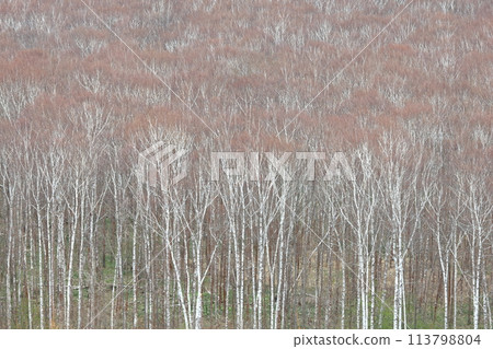Early spring birch forest, spring foliage, recommended as background or wallpaper Early spring birch forest, spring foliage, recommended as background or wallpaper 113798804