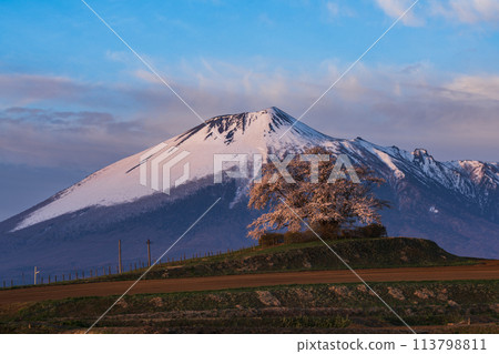 一棵盛開的櫻花樹和殘雪的岩手山 一棵盛開的櫻花樹和殘雪的岩手山 113798811