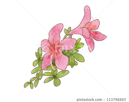 Beautifully blooming azalea/azalea flowers Beautifully blooming azalea/azalea flowers 113798883