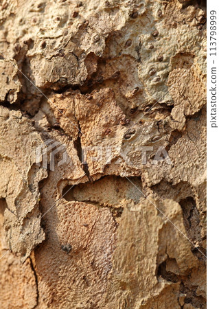 Bark of maple tree 113798999
