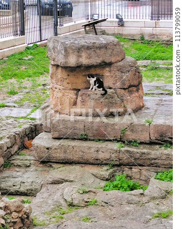 Ruins and cats 113799059