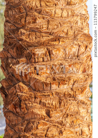 Palm tree bark tropical texture. Cracked wood texture background. Closeup palm bark 113799247