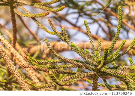 Needles of evergreen tree Araucaria araucana,commonly called the Monkey Puzzle Tree, Monkey Tail Tree or Chilean Pine 113799249