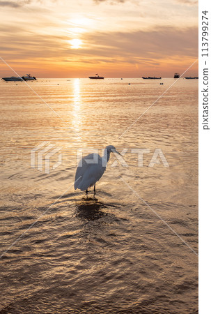 Great egret (Ardea alba), a medium-sized white heron fishing on the sea beach Great egret (Ardea alba), a medium-sized white heron fishing on the sea beach 113799274