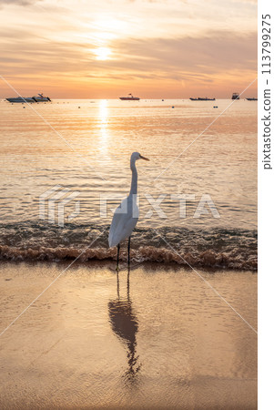 Great egret (Ardea alba), a medium-sized white heron fishing on the sea beach 113799275