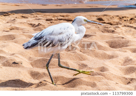 White Western Reef Heron (Egretta gularis) at Sharm el-Sheikh beach, Sinai, Egypt White Western Reef Heron (Egretta gularis) at Sharm el-Sheikh beach, Sinai, Egypt 113799300
