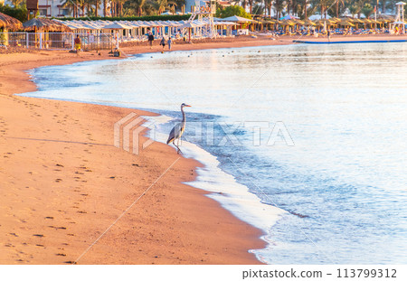 Gray heron fishing on the beach of the Red Sea. Naama Bay beach, Sharm El Sheikh, Egypt 113799312