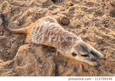 Meerkat suricatta family wildlife picture. 113799346