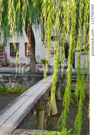 京都白川一本橋、柳（京都市東山區） 113799360