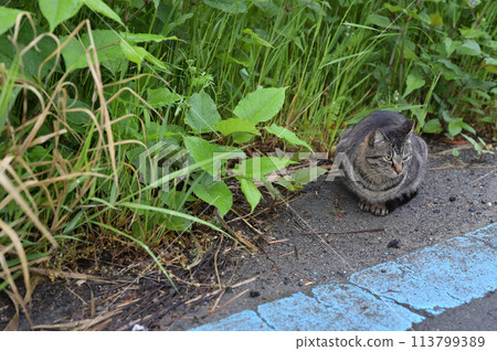 tabby cat lying on the roadside 113799389