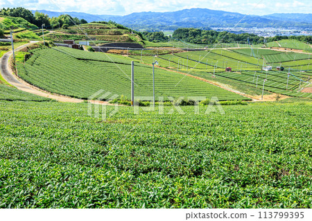 Yame Central Tea Garden (Yame City, Fukuoka Prefecture) 113799395