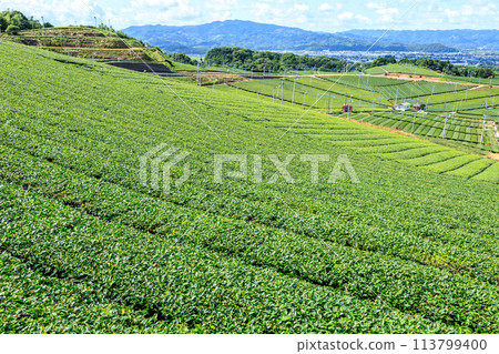 Yame Central Tea Garden (Yame City, Fukuoka Prefecture) 113799400