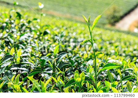 Yame Central Tea Garden (Yame City, Fukuoka Prefecture) Yame Central Tea Garden (Yame City, Fukuoka Prefecture) 113799460