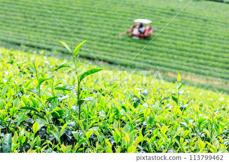 Yame Central Tea Garden (Yame City, Fukuoka Prefecture) 113799462