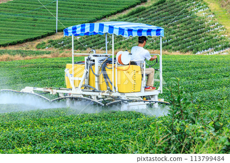 Yame Central Tea Garden (Yame City, Fukuoka Prefecture) Yame Central Tea Garden (Yame City, Fukuoka Prefecture) 113799484