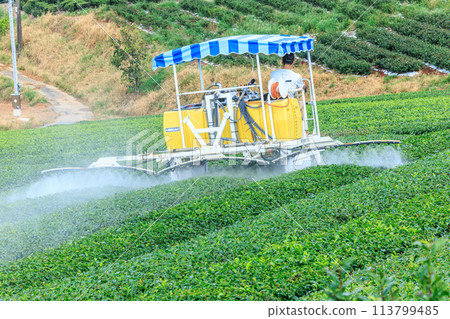 Yame Central Tea Garden (Yame City, Fukuoka Prefecture) 113799485
