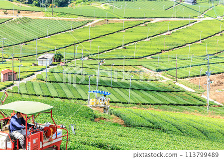 Yame Central Tea Garden (Yame City, Fukuoka Prefecture) Yame Central Tea Garden (Yame City, Fukuoka Prefecture) 113799489