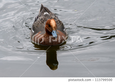 Hydriamous男性 113799500