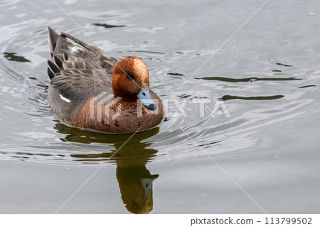 Hydrigamous male 113799502