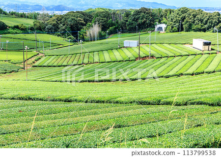 Yame Central Tea Garden (Yame City, Fukuoka Prefecture) Yame Central Tea Garden (Yame City, Fukuoka Prefecture) 113799538