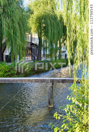 京都白川一本橋、柳(京都市東山區) 京都白川一本橋、柳(京都市東山區) 113799543