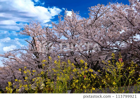 佐倉和強姦花和藍天 113799921