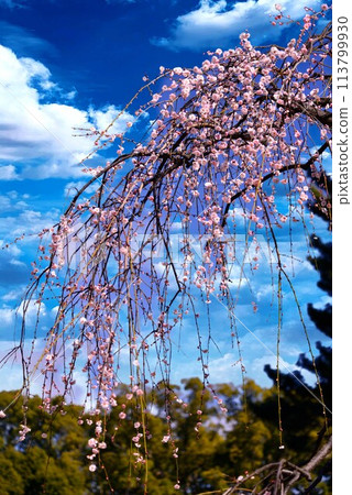 盛開的櫻花在藍天中閃耀 113799930