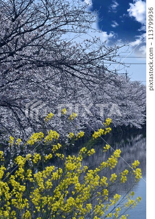 Spring cherry blossoms and rape blossoms blooming along the river Spring cherry blossoms and rape blossoms blooming along the river 113799936