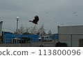 Kite of the fishing port 113800096